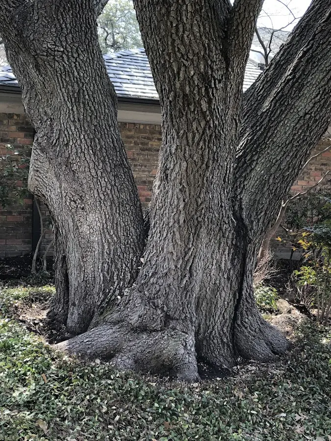 Mature heritage tree close to a Natural Dam property cared for by certified arborists